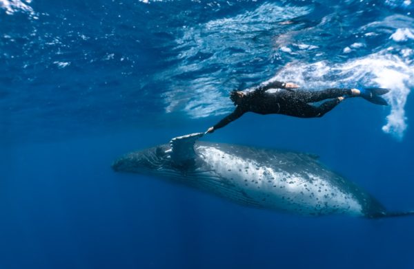 汤加观鲸 与鲸共游 一日游 Whale Watching DayTrips