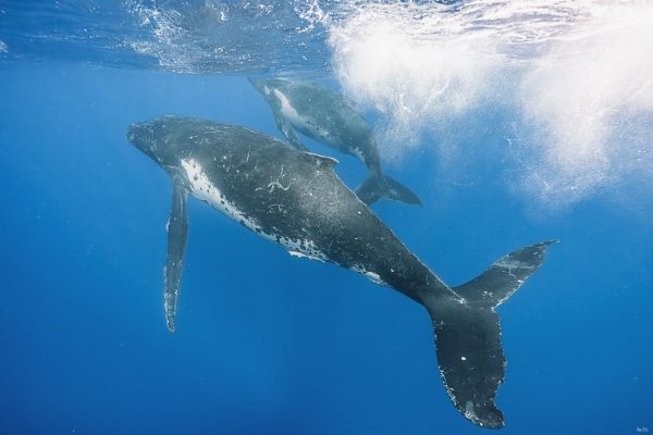 汤加观鲸 与鲸共游 一日游 Whale Watching DayTrips - 图片 5