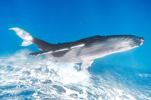 汤加观鲸 与鲸共游 一日游 Whale Watching DayTrips - 图片 2