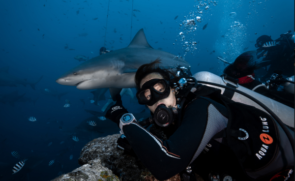斐济贝卡持证鲨鱼深潜 感受肾上腺素的飙升(Beqa Shark Diving) - 图片 4