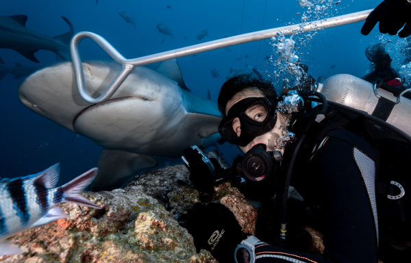 斐济贝卡持证鲨鱼深潜 感受肾上腺素的飙升(Beqa Shark Diving) - 图片 8