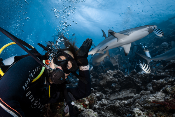 斐济贝卡持证鲨鱼深潜 感受肾上腺素的飙升(Beqa Shark Diving) - 图片 6