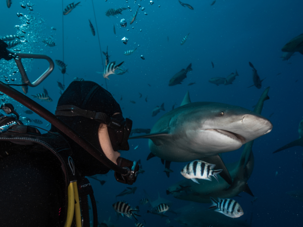 斐济贝卡持证鲨鱼深潜 感受肾上腺素的飙升(Beqa Shark Diving) - 图片 7