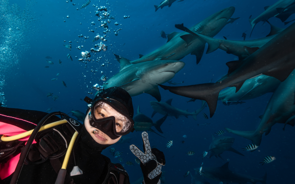 斐济贝卡持证鲨鱼深潜 感受肾上腺素的飙升(Beqa Shark Diving) - 图片 2