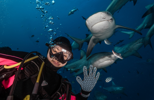 斐济贝卡持证鲨鱼深潜 感受肾上腺素的飙升(Beqa Shark Diving)